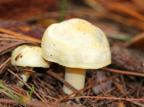 Gold-flecked Woodwax White waxy cap that is decorated with yellow flakes. The apex of the stem had yellow flakes aggregated into an imperfect ring zone.  Fungus,Geotagged,Gold-flecked Woodwax,Hygrophorus chrysodon,Summer,United States,mushroom