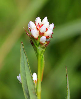 Pennsylvania smartweed