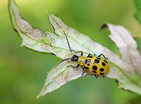 Spotted Cucumber Beetle - Diabrotica undecimpunctata howardi If you find this beetle in your garden, you can assume that it's up to no good as they are considered to be major pests. It may look innocent, and is often mistaken for a ladybug; but, unlike a ladybug, cucumber beetles are not at all beneficial. Rather, these beetles cause damage by feeding on roots, seedlings, flowers and foliage, and by transmitting disease. <br />
<br />
 This cucumber beetles was yellowish green with twelve black spots on its elytra, and had a black head and black legs.<br />
https://www.jungledragon.com/image/71541/spotted_cucumber_beetle_-_diabrotica_undecimpunctata_howardi.html Diabrotica undecimpunctata,Diabrotica undecimpunctata howardi,Geotagged,Spotted Cucumber Beetle,Spotted cucumber beetle,Summer,United States,beetle
