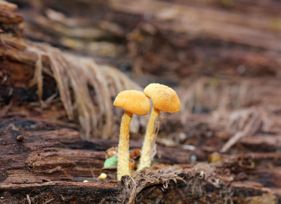Golden Coincap These mushrooms had bright yellow caps and stems that were covered with a granular coating. The stipe had a slight basal swelling. The gills are usually yellow-white, but these had changed to a dull tan from age. Cyptotrama chrysopepla,Fall,Geotagged,Golden Coincap,United States,fungus,mushroom