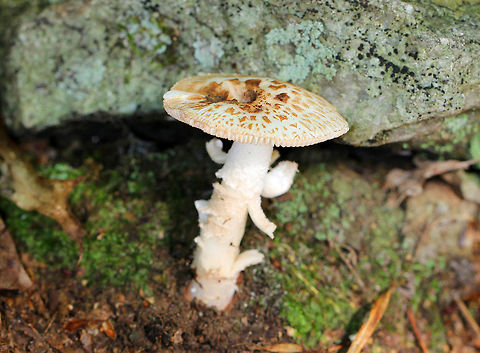 Amanita Pseudovolvata White cap, stipe, and gills. The cap had flat, brown patches/scales and was 5-6cm diameter. The stipe had pieces curling up, had no ring, and bruised pink when handled. Gills were white and free. Amanita,Amanita Pseudovolvata,Geotagged,Summer,United States,fungus,mushroom