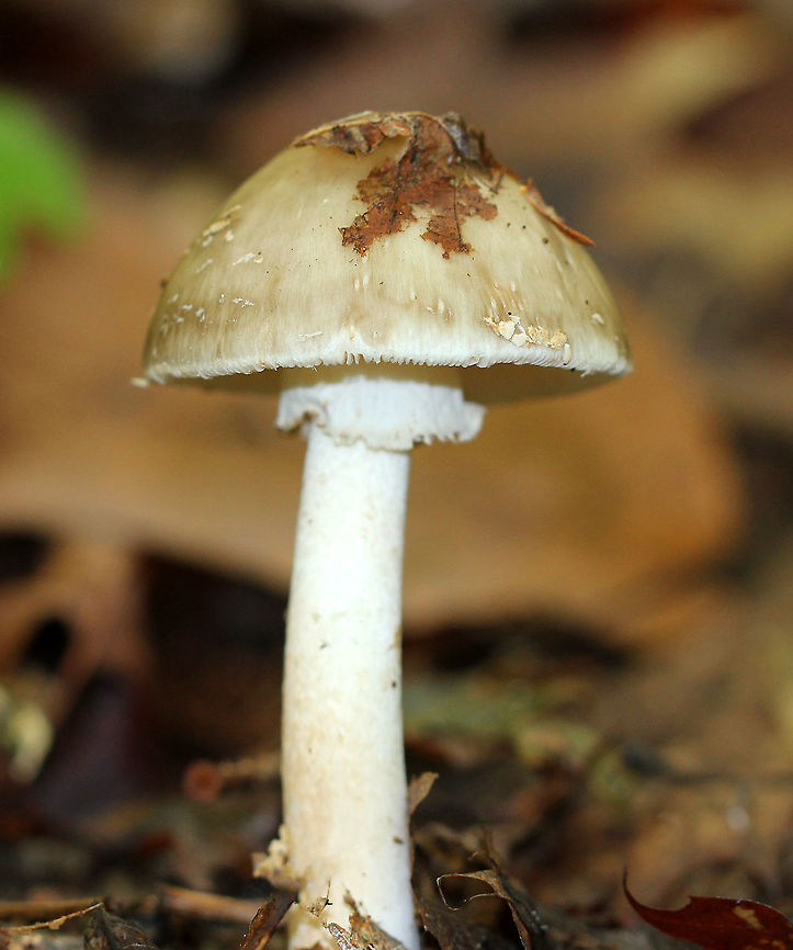 Brown American Star-Footed Amanita This mushroom was 7-8 cm tall and had a tan, convex cap with a few scattered beige warts. The gills were free, white, and crowded. The stem had a skirt-like ring and ended in basal bulb that was &quot;chiseled&quot; or split vertically in one or more places. Amanita brunnescens,Brown American Star-Footed Amanita,Brown star-footed Amanita,Geotagged,Summer,United States,amanita,fungus,mushroom