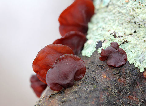 Amber Jelly Roll Individual fruiting bodies that were reddish brown and had large concave depressions surrounded by ridges. Some of the fruiting bodies were separate, while others were overcrowded with irregular shapes. Amber Jelly Roll,Exidia recisa,Fall,Geotagged,United States,fungus,jelly fungus