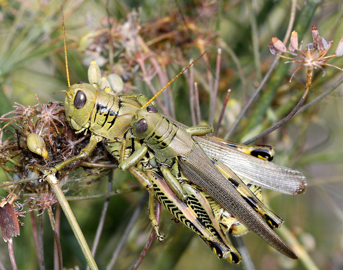Differential Grasshoppers Green grasshoppers with black herringbone markings on their hind femora. I spotted these two mating (male is smaller and is on dorsal surface of female). On the lower left, there is a small brown moth - this moth is a Purple Carrot-seed Moth (Depressaria depressana). Differential Grasshopper,Differential grasshopper,Geotagged,Grasshopper,Melanoplus,Melanoplus differentialis,Summer,United States