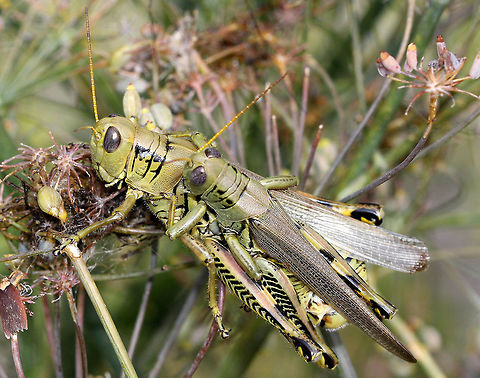 Differential Grasshoppers Green grasshoppers with black herringbone markings on their hind femora. I spotted these two mating (male is smaller and is on dorsal surface of female). On the lower left, there is a small brown moth - this moth is a Purple Carrot-seed Moth (Depressaria depressana). Differential Grasshopper,Differential grasshopper,Geotagged,Grasshopper,Melanoplus,Melanoplus differentialis,Summer,United States