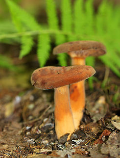 Weeping Milk Cap Attractive, brownish orange mushrooms. The velvety caps had inrolled margins and were mostly flat with central depressions. the gills were attached to the stem and were creamy white, but discolored brown when injured. The stipe was colored similar to the cap, but more pale. They produce white milk, which will stain everything it touches brown. This species also has a fishy odor, which intensifies after the mushrooms have been picked.  Geotagged,Lactifluus volemus,Summer,United States,Weeping Milk Cap,fungus,mushroom