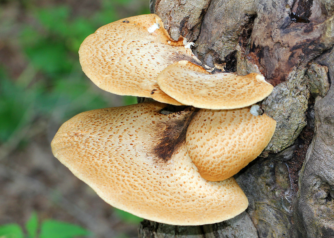 Dryad's Saddle This mushroom is often sadly overlooked and maligned as an edible with little value. But, if foraged when young, they can be prepared in many different ways - including saut&eacute;, incorporation into stocks, and being made into chips. Not to mention that they can be made into a kind of thick, stiff paper. <br />
<br />
 This species is easily recognized by its large size: the largest specimen that I found was close to 20 cm wide. They were fan-shaped, pale tan, and had large, flattened, brown scales that were somewhat radially arranged. Cerioporus squamosus,Dryad's Saddle,Geotagged,Polyporus squamosus,Summer,United States,fungus,mushroom