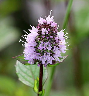 Peppermint - Mentha ×piperita Small, lavender flowers growing in terminal clusters on purple stems with opposite, stalked leaves that have a distinct peppermint scent. Peppermint was originally treated as a species, but is now known to be a cross between Mentha aquatica (Watermint) and Mentha spicata (Spearmint). 
https://www.jungledragon.com/image/71761/peppermint_-_mentha_piperita.html Geotagged,Mentha ×piperita,Peppermint,Summer,United States,hybrid