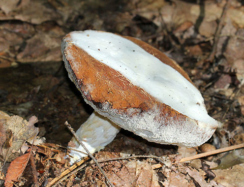 Bolete Eater This fungus begins by infecting the mushroom's pores as a white, powdery mold. It quickly spreads across the mushroom, sometimes engulfing it entirely and distorting its growth.  Bolete Eater,Bolete eater,Geotagged,Hypomyces chrysospermus,Summer,United States,bolete,fungus,mushroom