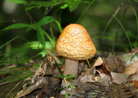 Blusher Mushroom Amanita with a light brown cap that was covered in beige warts. Cap and stipe bruised pink. The stipe was slightly shaggy with an enlarged base. Gills were cream colored and covered by a membrane. 

It's thought that there are probably several unnamed eastern North American species that are being referred to as Amanita rubescens. So, the exact species of this mushroom is unknown, but it is in the Amanita rubescens group. Amanita expert Rod Tulloss has documented several eastern North American versions of Amanita rubescens, which now temporarily share the provisional name of "Amanita amerirubescens."  Amanita amerirubescens,Amanita rubescens,Blusher,Blusher Mushroom,Eastern American Blusher,Geotagged,Summer,United States,amanita,amanita rubescens,amanita rubescens group,blusher,fungus,mushroom