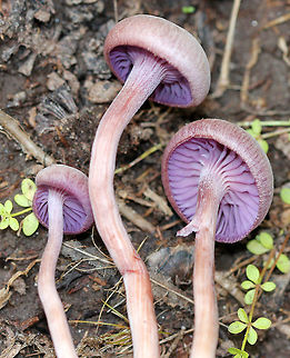 Amethyst Deceiver Beautiful, yet gangly mushrooms with caps that were a faded purple-tan color. Mushrooms had long, thin reddish purple stems, and brilliant waxy, purple gills. Amethyst Deceiver,Geotagged,Laccaria amethystina,Summer,United States,fungus,mushroom