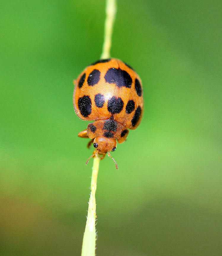 Squash Lady Beetle These beetles were approximately 6-7mm long. They were orange and had seven large black spots on each elytron and four small black spots on the pronotum. Both adults and larvae of this species start feeding by creating a trench around the leaf tissue that they intend to consume. The trench is thought to reduce the plants ability to excrete sap and chemicals that would hinder feeding. The adults consume all of the leaf tissue except for the small veins and create a skeletonized pattern in their feeding patch. Epilachna borealis,Geotagged,Squash Lady Beetle,Summer,United States,beetle