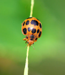 Squash Lady Beetle These beetles were approximately 6-7mm long. They were orange and had seven large black spots on each elytron and four small black spots on the pronotum. Both adults and larvae of this species start feeding by creating a trench around the leaf tissue that they intend to consume. The trench is thought to reduce the plants ability to excrete sap and chemicals that would hinder feeding. The adults consume all of the leaf tissue except for the small veins and create a skeletonized pattern in their feeding patch. Epilachna borealis,Geotagged,Squash Lady Beetle,Summer,United States,beetle