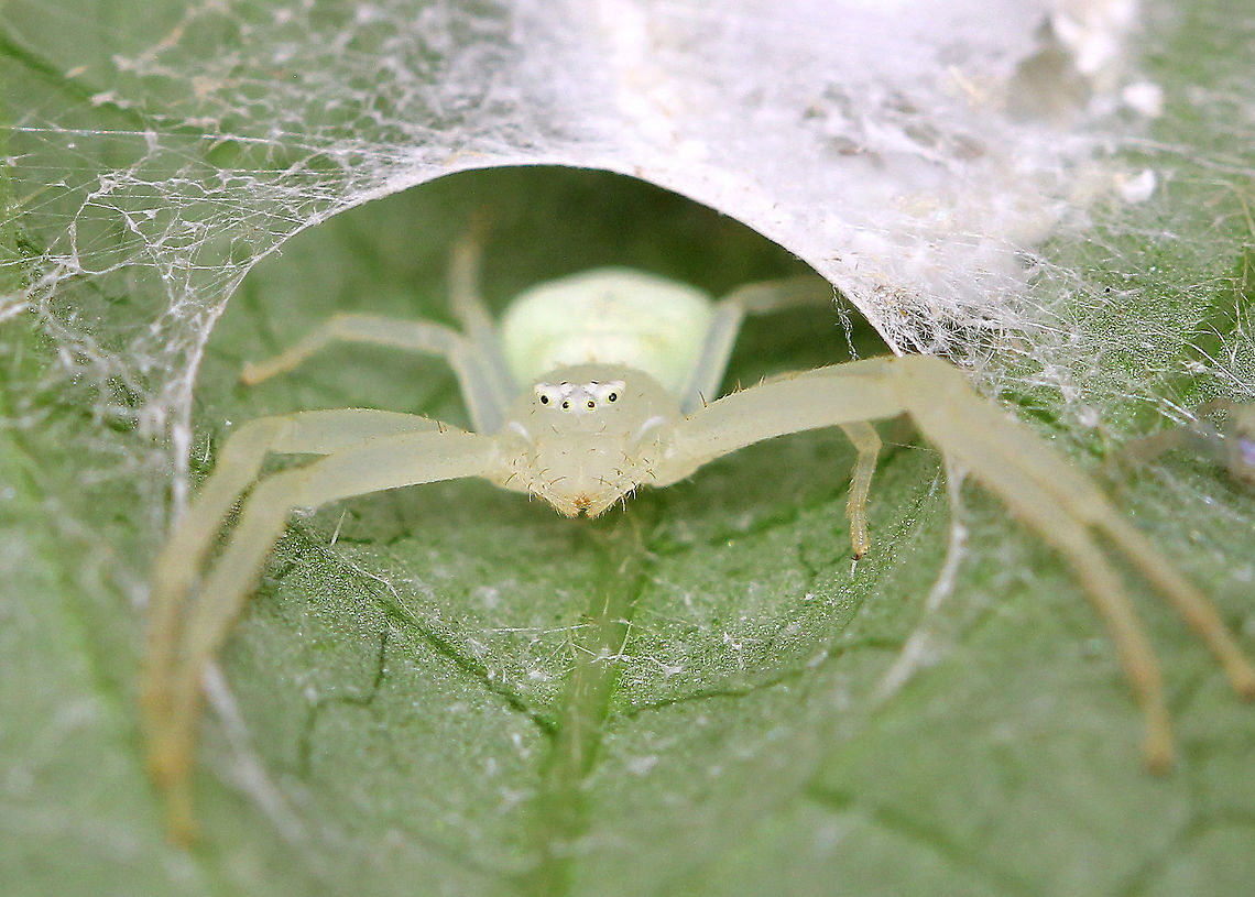 Goldenrod Crab Spider  Geotagged,Goldenrod Crab Spider,Misumena Vatia,Misumena vatia,Summer,United States,spider