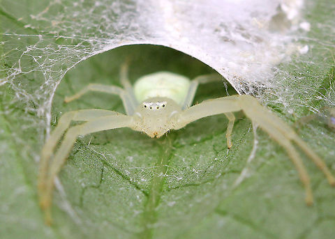 Goldenrod Crab Spider  Geotagged,Goldenrod Crab Spider,Misumena Vatia,Misumena vatia,Summer,United States,spider