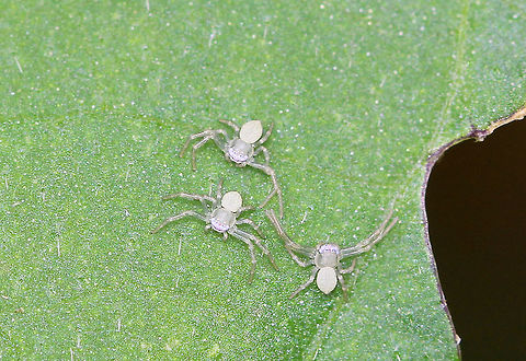 Goldenrod Crab Spiderlings spiderlings! Geotagged,Goldenrod Crab Spider,Misumena vatia,Summer,United States,spider,spiderlings