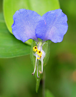 Asiatic Dayflower Reclining stems topped with deep blue-purple flowers. The flowers had a shimmering iridescence as well. The flowers protrude from a heart-shaped leaf-like bract and are only open for one day. They are sometimes called Mouse Flowers because of the rounded, ear-like upper petals. The leaves are long with pointed tips.

This is an invasive plant in the US. Asiatic daylilies have been used as medicine, food, and for their pigment. They typically grow in disturbed areas, and are considered a weed both in areas where they were introduced as well as in parts of their native range. Research suggests that the Asiatic dayflower can bioaccumulate a number of metals, which may make it an ideal candidate for revegetating and cleaning up copper mines. Asiatic Dayflower,Asiatic dayflower,Commelina communis,Geotagged,Summer,United States