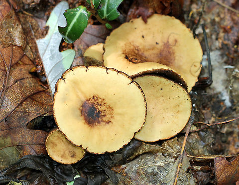 Rubber Cup The fruiting bodies are initially closed and resemble a puffball, but they later open up in the shape of a shallow cup. The outer surface is blackish brown while the inner surface is tan. Galiella rufa,Geotagged,Rubber Cup,Summer,United States,fungus