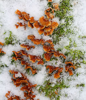Crowded Parchment Zoned, fan-shaped, orange-brown basidiocarps with pale orange-yellow around the margins. The undersides were orange, smooth, and didn't have pores. Crowded Parchment,Geotagged,Stereum complicatum,Stereum rameale,United States,Winter,fungus