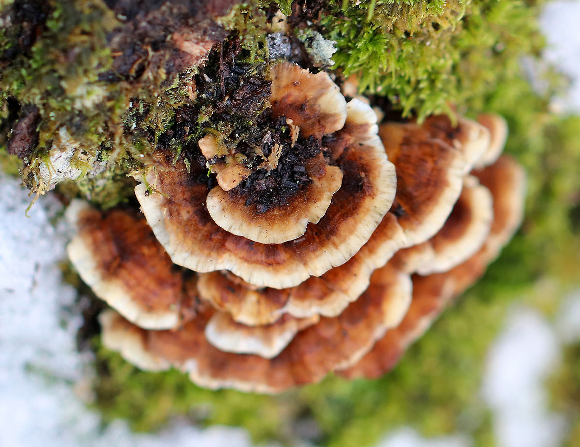 Turkey Tail Fruiting body growing in layers of overlapping rosettes with zones of brown color and a cream-colored margin. The pore surface was orange and mushy from age. This fungus had been frozen and was starting to thaw - the flesh was still tough, but was more mushy than usual.<br />
<figure class="photo"><a href="https://www.jungledragon.com/image/105069/turkey_tail.html" title="Turkey Tail"><img src="https://s3.amazonaws.com/media.jungledragon.com/images/3232/105069_thumb.jpg?AWSAccessKeyId=05GMT0V3GWVNE7GGM1R2&Expires=1759968010&Signature=YTgltSVzFUjpzc4PnuIkS0l4LTk%3D" width="200" height="154" alt="Turkey Tail Fruiting body growing in layers of overlapping rosettes with zones of brown color and a cream-colored margin. The pore surface was orange and mushy from age. This fungus had been frozen and was starting to thaw - the flesh was still tough, but was more mushy than usual.<br />
<br />
https://www.jungledragon.com/image/56774/turkey_tail.html Geotagged,Trametes versicolor,Turkey Tail,United States,Winter" /></a></figure> Geotagged,Trametes Versicolor,Trametes versicolor,Turkey Tail,United States,Winter,fungus,mushroom