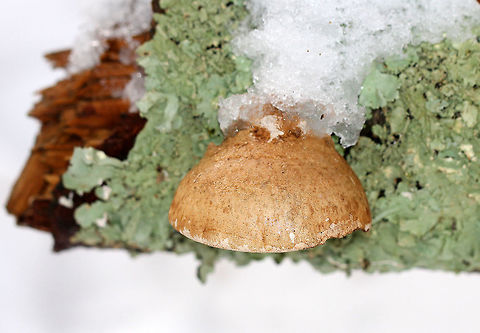 Birch Polypore An annual birch polypore with a light brown, kidney-shaped cap and firm flesh. The pores were tan and showed signs of age.

Interestingly, the surface of the fruiting body was traditionally used as a strop for sharpening the edges on razors. It also makes good tinder for fires. "Ötzi the Iceman" (the 5,000-year-old mummy found in Tyrol) was carrying this fungus.  Birch Polypore,Fomitopsis betulina,Fungus,Geotagged,United States,Winter,polypore