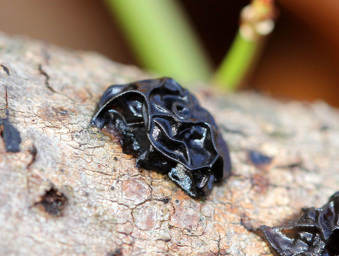 Witches' Butter Black, gelatinous fruiting bodies that were button-shaped and 1-2 cm across. The fruiting bodies grew in clusters some had coalesced to form irregular masses that resembled blobs of jelly. Exidia nigricans,Fall,Fungus,Geotagged,United States,Witches' Butter