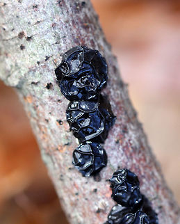 Witches' Butter Black, gelatinous fruiting bodies that were button-shaped and 1-2 cm across. The fruiting bodies grew in clusters some had coalesced to form irregular masses that resembled blobs of jelly.  Exidia nigricans,Fall,Fungus,Geotagged,United States,Witches' Butter