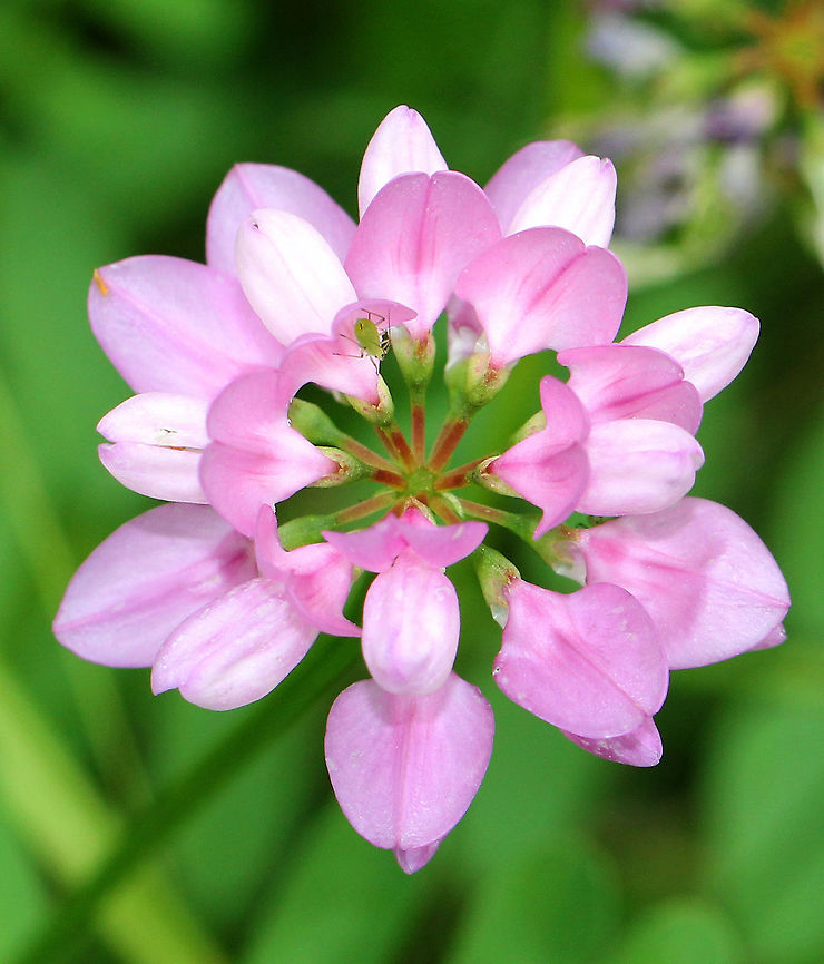 Crown Vetch (and aphid) Pink and white pea flowers in clusters on the ends of an upward curving stem. Leaves are long, compound, and pinnately divided into leaflets.<br />
<figure class="photo"><a href="https://www.jungledragon.com/image/72011/crown_vetch_-_securigera_varia.html" title="Crown Vetch - Securigera varia"><img src="https://s3.amazonaws.com/media.jungledragon.com/images/3232/72011_thumb.jpg?AWSAccessKeyId=05GMT0V3GWVNE7GGM1R2&Expires=1759968010&Signature=WMZeadSE1lH9xhWfZw5aXMqWIX4%3D" width="128" height="152" alt="Crown Vetch - Securigera varia Pink and white pea flowers in clusters on the ends of an upward curving stem. Leaves are long, compound, and pinnately divided into leaflets.<br />
https://www.jungledragon.com/image/56779/crown_vetch_and_aphid.html Crown vetch,Geotagged,Securigera varia,Summer,United States" /></a></figure> Crown vetch,Geotagged,Securigera varia,Summer,United States,crown vetch,flower,pink