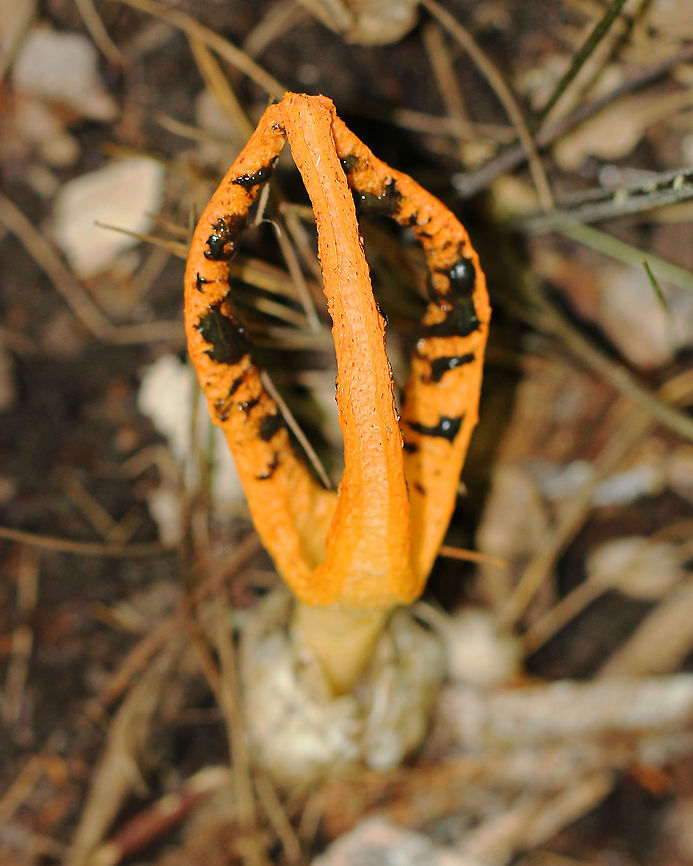 Stinky Squid Orange fruiting body that consisted of 3 tapering arms that were fused at the tips. Volva was gray-white. The gleba covered the inner parts of the arms and was greenish black and slimy. The potent odor of the gleba attracts insects, which help to disperse the spores. There were also several eggs in the area of this mushroom. Geotagged,Pseudocolus fusiformis,Spring,Stinky Squid,United States,fungus,mushroom
