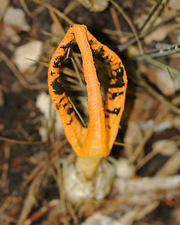 Stinky Squid Orange fruiting body that consisted of 3 tapering arms that were fused at the tips. Volva was gray-white. The gleba covered the inner parts of the arms and was greenish black and slimy. The potent odor of the gleba attracts insects, which help to disperse the spores. There were also several eggs in the area of this mushroom. Geotagged,Pseudocolus fusiformis,Spring,Stinky Squid,United States,fungus,mushroom