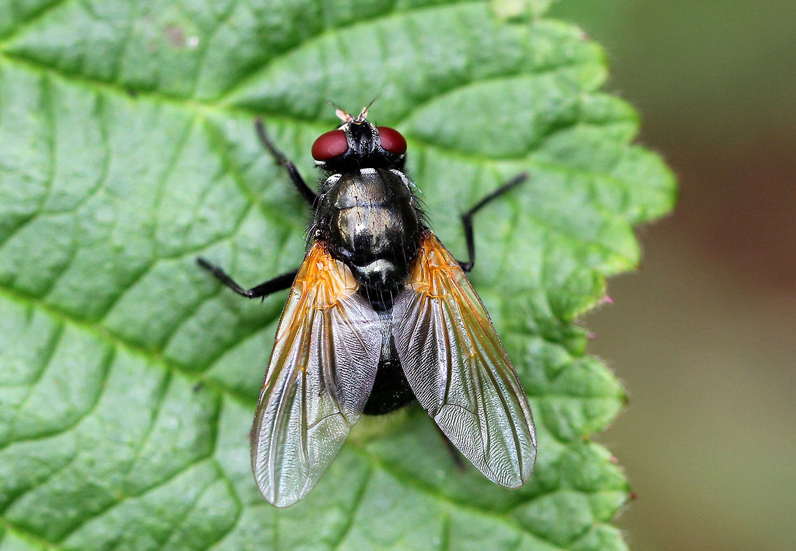 Orange-winged Fly Fly with red eyes and orange at the top of each wing. Fall,Geotagged,Mesembrina latreillii,Orange-winged Fly,United States,fly