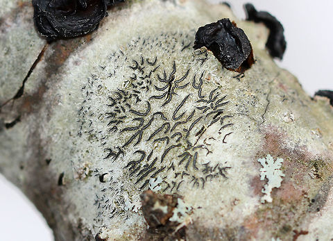 Script Lichen A crustose lichen whose elongated fruiting bodies resemble scribbles or writing on the bark of trees. Geotagged,Graphis scripta,Script Lichen,United States,Winter,lichen