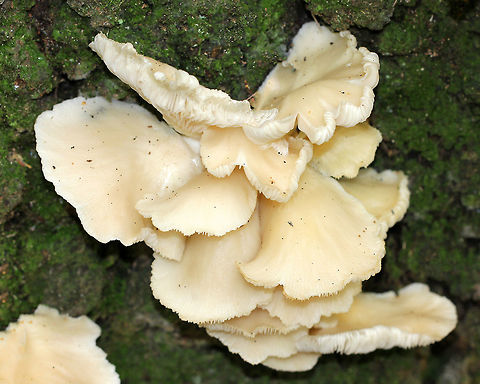 Indian Oyster  Fall,Geotagged,Indian Oyster,Italian Oyster,Phoenix Mushroom,Pleurotus pulmonarius,United States,fungi,fungus,lung oyster,mushroom,oyster