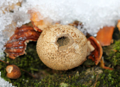 Stump Puffball Round shape when young, but becoming pear-shaped when mature. Also, when mature, they develop a central hole through which spores are released by rain. Geotagged,Lycoperdon pyriforme,Pear-shaped Puffball,Stump Puffball,United States,Winter,fungi,fungus,mushroom,puffball