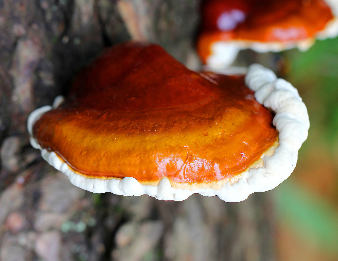 Hemlock Varnish Shelf Large, fan-shaped shelf fungus with a shiny, varnished surface that looks like it has different, lumpy zones. White pores and flesh. 15 cm wide.<br />
<br />
This is a type of reishi mushroom, which are considered to have medicinal properties. They have a long history of use in Chinese medicine. Reishi mushrooms can also be used to make tea and dye wool and other fabrics. Ganoderma tsugae,Geotagged,Hemlock Varnish Shelf,Hemlock varnish shelf,Spring,United States,fungus,mushroom,reishi