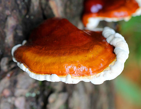 Hemlock Varnish Shelf Large, fan-shaped shelf fungus with a shiny, varnished surface that looks like it has different, lumpy zones. White pores and flesh. 15 cm wide.

This is a type of reishi mushroom, which are considered to have medicinal properties. They have a long history of use in Chinese medicine. Reishi mushrooms can also be used to make tea and dye wool and other fabrics. Ganoderma tsugae,Geotagged,Hemlock Varnish Shelf,Hemlock varnish shelf,Spring,United States,fungus,mushroom,reishi