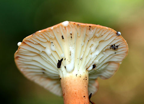 Hygrophorus Milky Cap This mushroom produced copious amounts of milk when disturbed. Cap was orange with a white bloom and a central depression. Cream colored gills and a pale orange stem. Fungi,Geotagged,Hygrophorus Milky Cap,Lactifluus hygrophoroides,Summer,United States,fungus,milky cap,mushroom