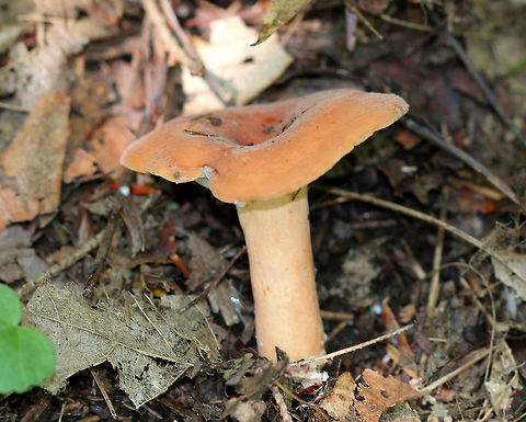 Hygrophorus Milky Cap This mushroom produced copious amounts of milk when disturbed. Cap was orange with a white bloom and a central depression. Cream colored gills and a pale orange stem.  Geotagged,Hygrophorus Milky Cap,Lactifluus hygrophoroides,Summer,United States,fungi,fungus,lactifluus,milky cap,mushroom