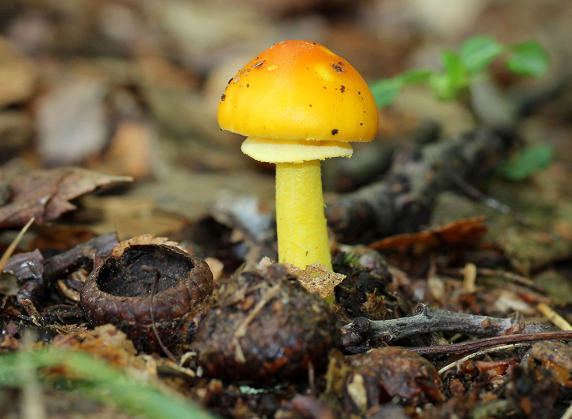 American Yellow Dust Amanita Convex yellow-orange cap with scattered warts. White gills and pale yellow, rough stem with a slightly enlarged base. Amanita flavoconia,American Yellow Dust Amanita,Geotagged,Summer,United States,amanita,fungi,fungus,mushroom,yellow mushroom