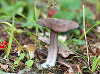Violet Entoloma - Entoloma violaceum Brown mushroom with a dry, soft cap. Stem was white/brown, and gills were cream colored. It was growing right next to some tiny Armillaria mushrooms.<br />
https://www.jungledragon.com/image/72141/violet_entoloma_-_entoloma_violaceum.html Entoloma violaceum,Geotagged,Summer,United States,Violet Entoloma,Violet Pinkgill,entoloma,fungi,fungus,mushroom
