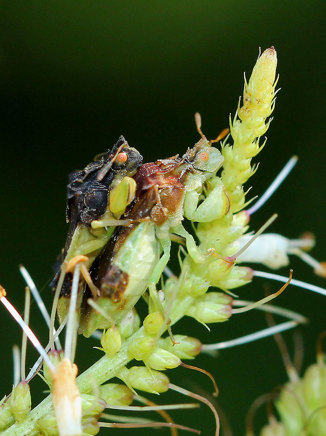 Jagged Ambush Bugs (Coupling) - Phymata sp. These two ambush bugs appear to be mating, but they are not. The male is sitting on top of the female in a piggyback position, which is referred to as &quot;coupling&quot; - a pre or post copulation guarding behavior. Copulation in these bugs only occurs when the male is positioned next to the female. <br />
<figure class="photo"><a href="https://www.jungledragon.com/image/71670/jagged_ambush_bugs_coupling_-_phymata_sp.html" title="Jagged Ambush Bugs (Coupling) - Phymata sp."><img src="https://s3.amazonaws.com/media.jungledragon.com/images/3232/71670_thumb.jpg?AWSAccessKeyId=05GMT0V3GWVNE7GGM1R2&Expires=1759968010&Signature=Z1N731v7O2regsAmaI2zAogtbqY%3D" width="200" height="162" alt="Jagged Ambush Bugs (Coupling) - Phymata sp. These two ambush bugs appear to be mating, but they are not. The male is sitting on top of the female in a piggyback position, which is referred to as &quot;coupling&quot; - a pre or post copulation guarding behavior. Copulation in these bugs only occurs when the male is positioned next to the female.<br />
https://www.jungledragon.com/image/56843/jagged_ambush_bugs_coupling_-_phymata_sp.html<br />
https://www.jungledragon.com/image/71671/jagged_ambush_bugs_coupling_-_phymata_sp.html Geotagged,Jagged Ambush Bugs (Coupling),Phymata,Summer,United States,ambush bugs,bugs,jagged ambush bugs" /></a></figure><br />
<figure class="photo"><a href="https://www.jungledragon.com/image/71671/jagged_ambush_bugs_coupling_-_phymata_sp.html" title="Jagged Ambush Bugs (Coupling) - Phymata sp."><img src="https://s3.amazonaws.com/media.jungledragon.com/images/3232/71671_thumb.jpg?AWSAccessKeyId=05GMT0V3GWVNE7GGM1R2&Expires=1759968010&Signature=%2BfdGu79sGUdIRyGXEv1IR4%2B5vuM%3D" width="200" height="160" alt="Jagged Ambush Bugs (Coupling) - Phymata sp. These two ambush bugs appear to be mating, but they are not. The male is sitting on top of the female in a piggyback position, which is referred to as &quot;coupling&quot; - a pre or post copulation guarding behavior. Copulation in these bugs only occurs when the male is positioned next to the female.<br />
https://www.jungledragon.com/image/71670/jagged_ambush_bugs_coupling_-_phymata_sp.html<br />
https://www.jungledragon.com/image/56843/jagged_ambush_bugs_coupling_-_phymata_sp.html Geotagged,Summer,United States,ambush bugs,bugs,coupling,jagged ambush bugs" /></a></figure> Geotagged,Jagged Ambush Bugs,Jagged Ambush Bugs (Coupling),Phymata,Summer,United States,ambush bugs