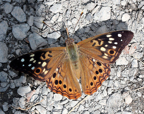 Hackberry Emperor - Asterocampa celtis Brown butterfly with distinctive spots and a somewhat variable pattern. The forewing has one submarginal eyespot, a jagged row of white spots, and the discal cell has one black bar and two separate black spots. The hindwings have a row of black eyespots that are yellow ringed with blue centers. 

The species name "celtis" is the genus for Hackberry, which is the butterfly's host plant.
https://www.jungledragon.com/image/72034/hackberry_emperor_-_asterocampa_celtis.html Asterocampa celtis,Butterfly,Geotagged,Hackberry Emperor,Summer,United States
