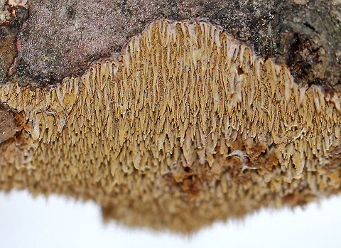 Hymenochaetopsis Olivacea  Brown-toothed Crust Fungus,Geotagged,Hydnoporia olivacea,Hymenochaetopsis,Hymenochaetopsis Olivacea,United States,Winter,crust fungus,fungus