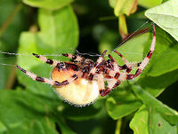 Shamrock Orbweaver - Araneus trifolium I would have missed seeing this spider if it wasn't for the hummingbird that got stuck in its web! I was walking next to a pond when I startled a hummingbird, which then flew into this spider's web and got stuck. The spider was hiding in some leaves, but quickly came down and attempted to subdue the hummingbird. I have no idea if this spider would have been able to eat the hummingbird, but it was obviously willing to try. I was too busy gasping in horror to take a picture of this odd scene, but was very happy that the hummingbird was able to escape. In this picture, you can see the spider trying to repair the damage done to its web by the hummingbird. The spider was about 4cm long, was very hairy, had striped legs, and a large pale yellow abdomen.<br />
https://www.jungledragon.com/image/71528/shamrock_orbweaver_-_araneus_trifolium.html Araneus,Araneus trifolium,Geotagged,Shamrock Orbweaver,Summer,United States,orbweaver,spider