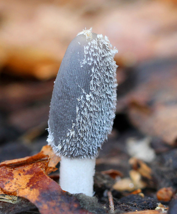 Inky Cap - Coprinopsis subsection Lanatuli Young Inky Cap<br />
<br />
Inky caps have gills that partially liquefy as the mushroom matures. While the "ink" produced from the liquefying gills can actually be used as writing ink, it has a much more important function from the perspective of the mushroom. Liquefying the gills is actually a very clever strategy for efficient spore dispersal. The gills liquefy from the bottom up as the spores mature. As this happens, the cap peels up and the maturing spores are thus always kept in the best position for catching the wind for dispersal.  Coprinopsis subsect. Lanatuli,Fall,Geotagged,United States,coprinopsis,fungi,fungus,inky cap,mushroom