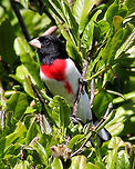 Rose-breasted Grosbeak A stocky, medium-sized songbird with a large triangular-shaped bill. Adult males in breeding plumage are black and white with a brilliant red patch extending from the black throat down the middle of the breast. Geotagged,Pheucticus ludovicianus,Rose-breasted Grosbeak,Rose-breasted grosbeak,Spring,United States,bird