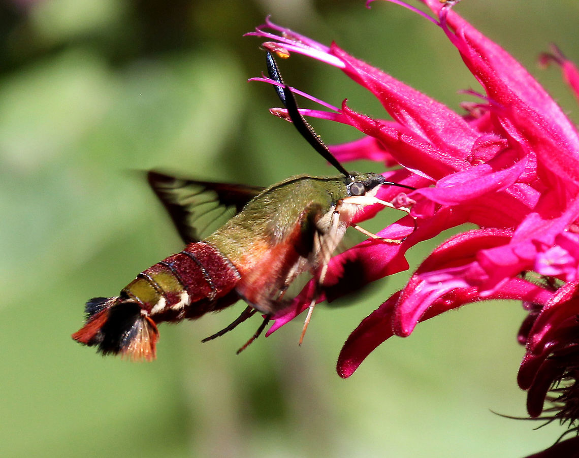 Hummingbird Clearwing Moth Appearance is variable. The thorax is olive in color dorsally and pale yellow ventrally. The abdomen is dark burgundy dorsally and ventrally with light olive/dark golden patches dorsally. Wings are mostly clear with reddish brown terminal borders. Geotagged,Hemaris thysbe,Hummingbird Clearwing,Hummingbird Clearwing Moth,Moth Week 2018,Summer,United States,moth