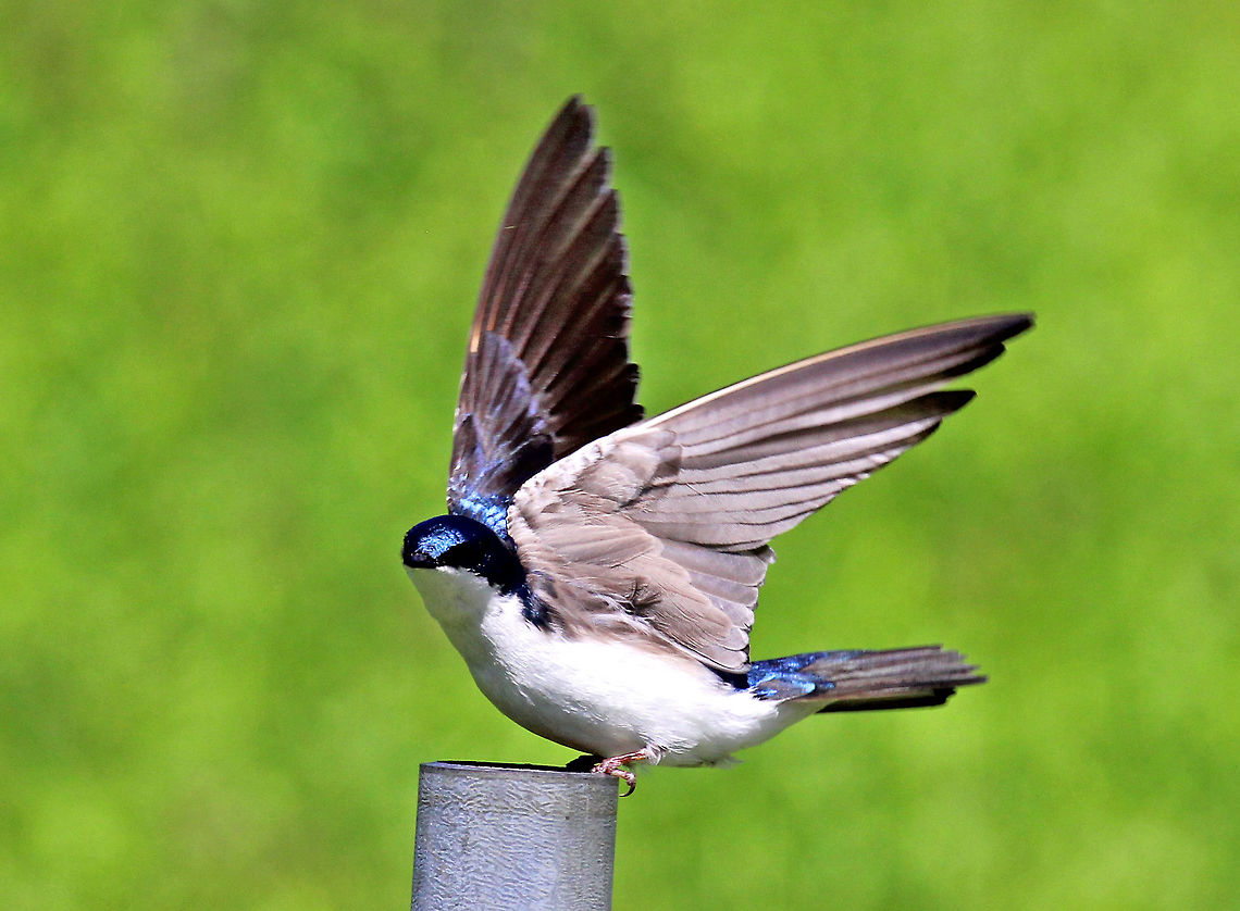 Tree Swallow Gorgeous bird with iridescent blue upperparts, white underparts, and a very slightly forked tail. It took off as soon as it saw me! Geotagged,Spring,Tachycineta,Tachycineta bicolor,Tree Swallow,United States,bird