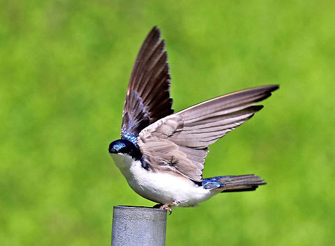 Tree Swallow Gorgeous bird with iridescent blue upperparts, white underparts, and a very slightly forked tail. It took off as soon as it saw me! Geotagged,Spring,Tachycineta,Tachycineta bicolor,Tree Swallow,United States,bird