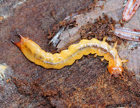 Fire-colored Beetle Larva Yellow beetle larva with an orange head and planar urogomphi.
 Dendroides canadensis,Fall,Fire-colored Beetle,Fire-colored Beetle Larva,Geotagged,United States,beetle larva,larva